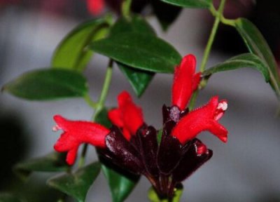 口红吊兰花好养吗 口红吊兰怎么养开花