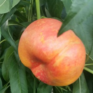 中油蟠9和中油蟠7哪个品种好 中油蟠七号及九号简介