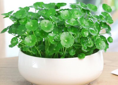 金钱草是否怕冻 金钱草冬天怎么养护