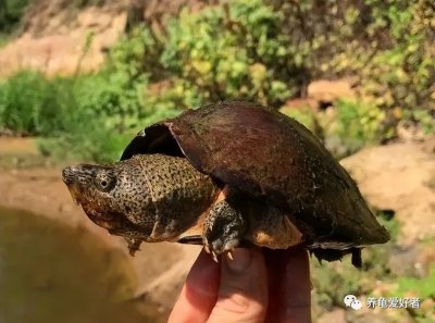 乌龟喜欢人摸它哪里部位 摸乌龟的什么地方它会感觉舒服