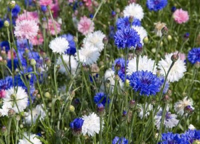 矢车菊一年开几次花 开花时间几月份