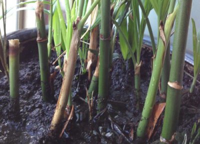 竹子属于花还是草 属于草本植物吗