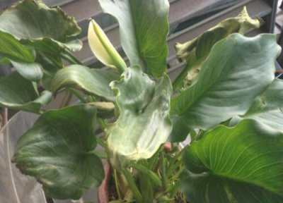 马蹄莲黄叶是怎么回事 叶子发黄发软补救妙招