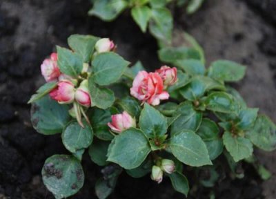 重瓣凤仙花是否怕冻 重瓣凤仙花冬天怎么养护