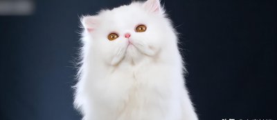 十大名贵猫大黑猫品种 世界上10种贵族猫介绍