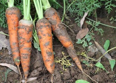 胡萝卜和红萝卜一样吗 有区别吗