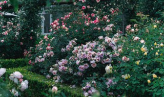 室内适合种大月季吗 月季可以放在室内养殖吗