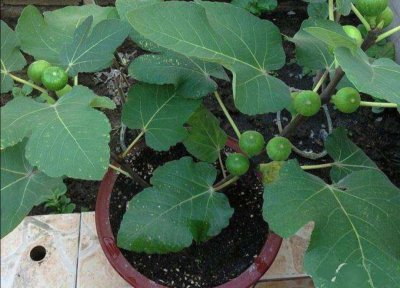 无花果花盆里如何养护长得壮 盆养无花果怎么养殖结果多