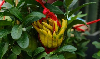 佛手兰花怎么养才能爆盆 盆栽佛手怎么养