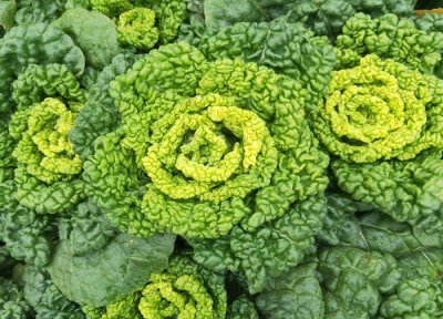 春季三月份适合种什么蔬菜瓜果 阳历3月份种什么菜