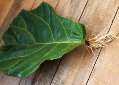 琴叶榕水培生根了多久才能土培 水培生根后怎么换成土养