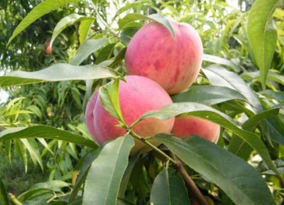 桃树什么时候剪枝最合适 桃树在什么季节修剪最好