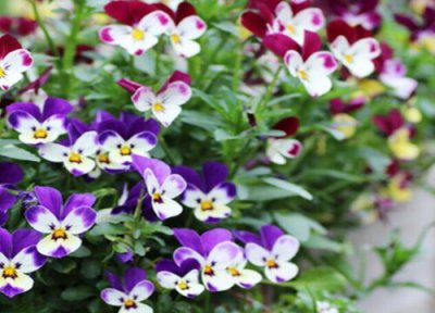 三色堇催芽方法 三色堇种子催芽方法