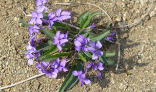 地丁有什么功效 地丁功效有什么