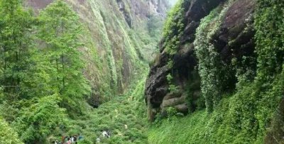 马头岩肉桂属于什么茶 马头岩肉桂是什么茶类