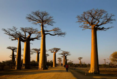 猴面包树为什么叫猴面包树 猴面包树是种什么植物