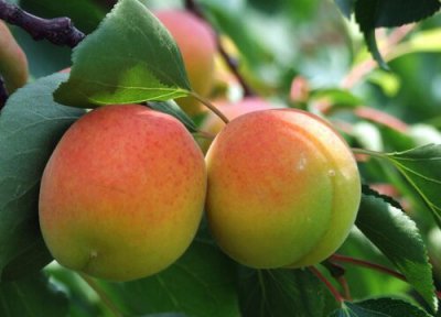 红杏成熟时间 红杏什么时候成熟