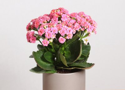 长寿花怎么养才开花时间长 长寿花这样养护开花不仅多而且时间还长