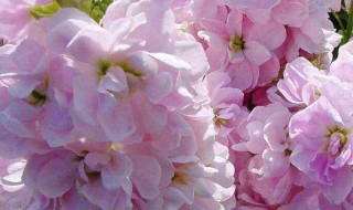 粉色紫罗兰花语 紫罗兰各种颜色的花语