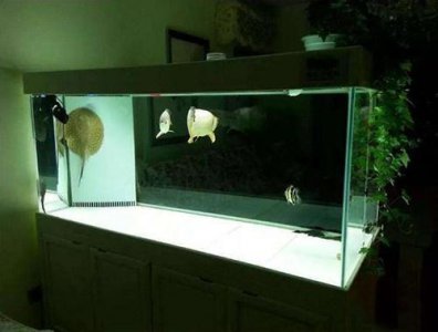 鱼缸养水需要几天 养鱼前鱼缸的开缸养水需要几天