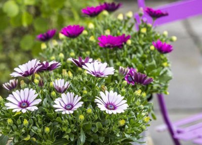 万寿菊耐寒吗 万寿菊冬季怎样管理