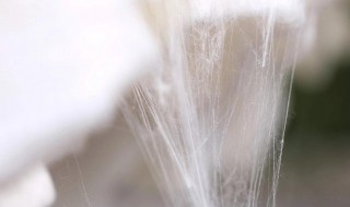 怎么鉴别桑蚕丝 如何鉴别桑蚕丝真假