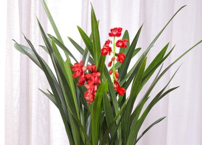 南方养殖兰花的条件有优势 南方养兰花用哪种植料好?