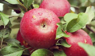 虾能不能和苹果一起吃 虾和苹果可以一起吃吗