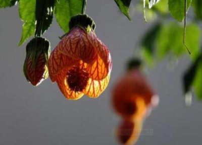 金铃花怎么修剪好看 金铃花什么时候修剪合适