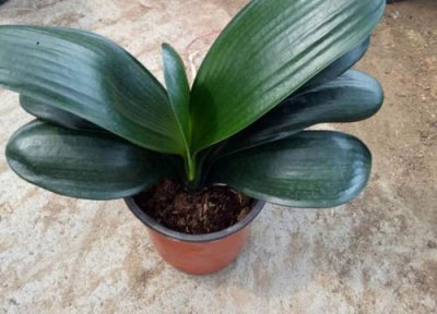 君子兰叶子上有油怎么处理 君子兰叶片出油脂怎么回事