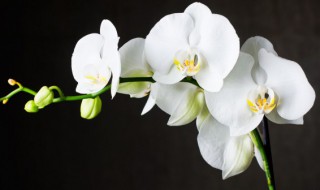 蝴蝶兰冬天怎么养才能养好 蝴蝶兰如何养殖