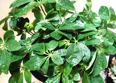 鸭掌木主干变软 鸭掌木出现了有机制缺乏该怎么养护