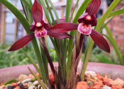 兰花什么时候分盆最好 兰花分株繁殖的技术要点