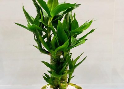 水培荷花竹的养殖方法 水培荷花竹的养殖方法和注意事项