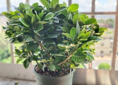 栀子花什么时候换盆 栀子花换盆时间和方法