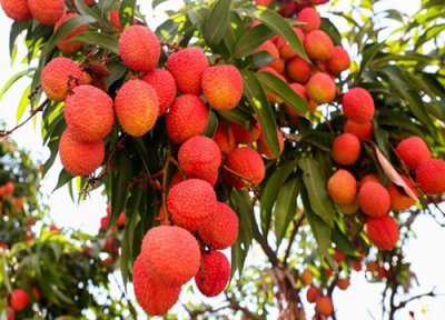 荔枝种植技术 荔枝种植技术与管理