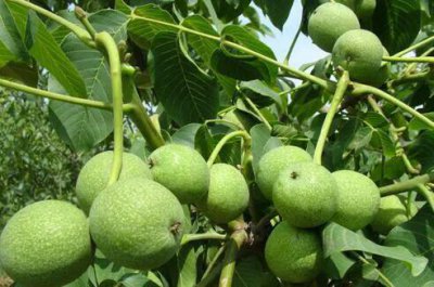 核桃树砍几刀才结果是什么原因 核桃树用刀砍几月份砍