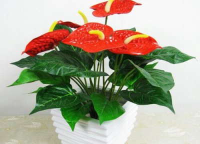 红掌花适合在室内养吗 屋里养红掌风水好不好 有毒吗