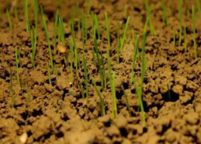 麦子种植时间和方法 麦子的种植过程及时间