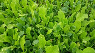 蔬菜跳甲用什么药能打死 青菜上的跳甲用什么农药防治