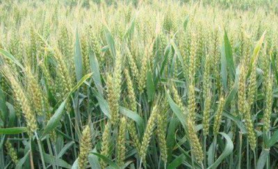 小麦叶子卷曲起来是什么原因 小麦苗卷叶病怎么回事