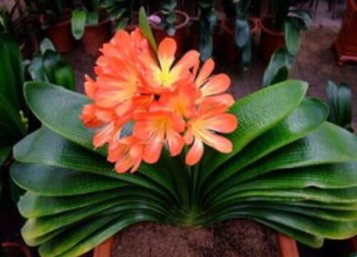 君子兰叶片长残怎么处理呢 君子兰叶片长的不好可以去掉吗