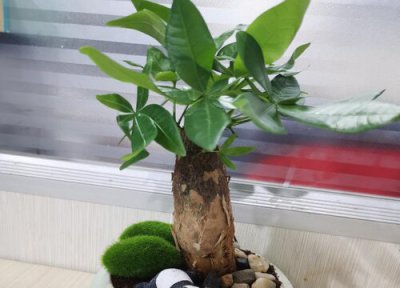 发财树烂根是什么原因 该怎么处理