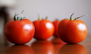 西红柿适合在什么季节播种 西红柿适合播种的季节