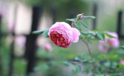 自由精神月季优缺点 藤本月季自由精神耐晒吗