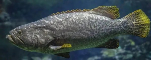 龙趸鱼和石斑鱼的区别