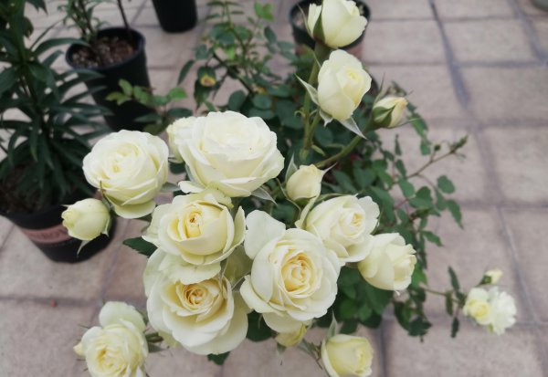 奶油龙沙月季优缺点有哪些