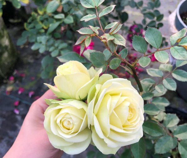 奶油龙沙月季优缺点有哪些