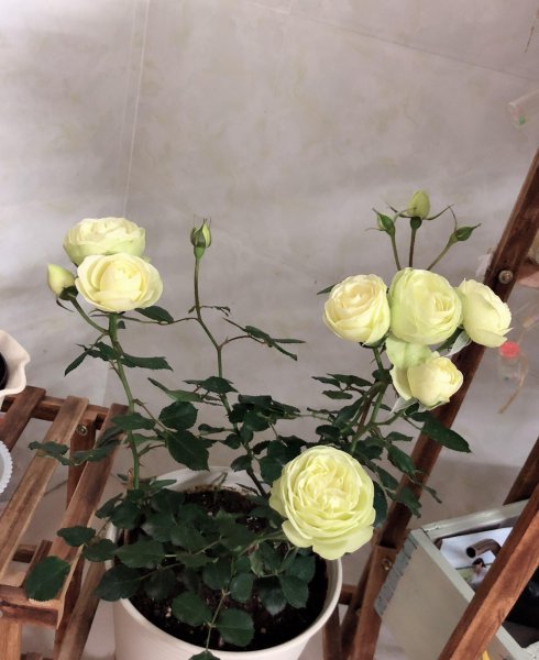 奶油龙沙月季优缺点有哪些