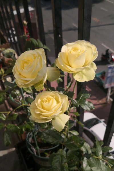 奶油龙沙月季优缺点有哪些